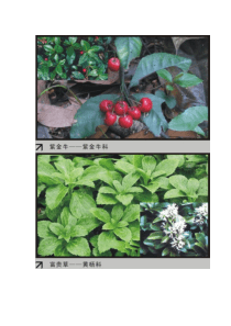 园林植物大观园