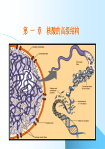 第一章核酸的高级结构.