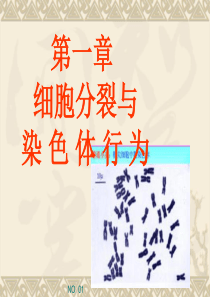 第一章细胞分裂和染色体行为.