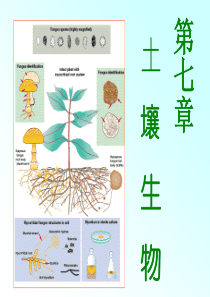第七章土壤生物