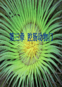 第三章腔肠动物.