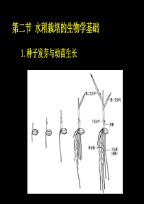 第二节水稻的栽培的生物学基础.