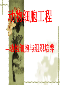 动物细胞工程—动物细胞与组织培养课件