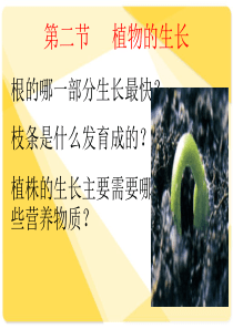 植株的生长PPT