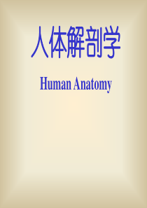 神经系统脊髓.