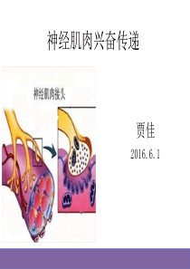 神经肌肉传递机理.