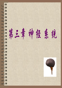第03章神经系统.