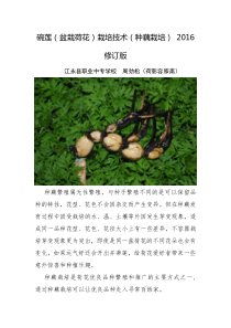 碗莲(盆栽荷花)栽培技术(种藕栽培)