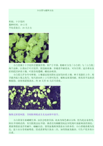 第八节小白菜与栽种方法