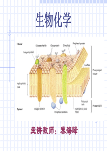 生物化学-蛋白质.