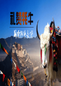 牦牛文化(新)ok
