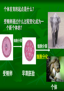 细胞分化(县级公开课)