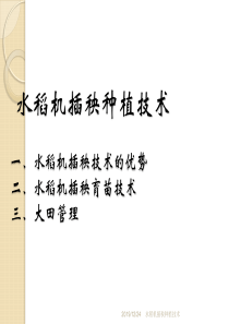 水稻机插秧种植技术
