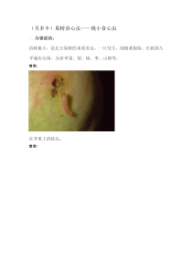 果树食心虫桃小食心虫