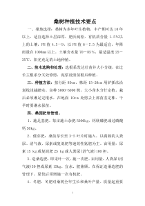 桑树种植技术要点