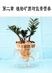 植物生理学之植物矿质营养.