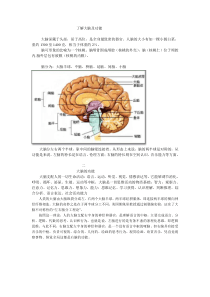 了解大脑及功能