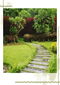 景观植物介绍.