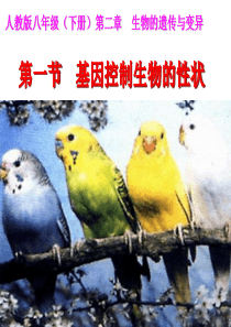 教版八年级(下册)第二章生物的遗传与变异第一节基因控制生物的性状(上课用)0.
