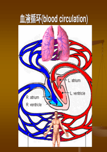 心血管系统生理.