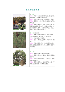 常见的校园树木