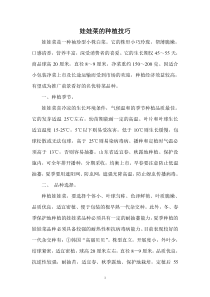 娃娃菜的种植技巧