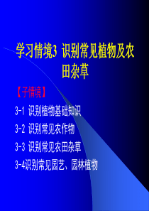 子情境3-1识别常见农田杂草.