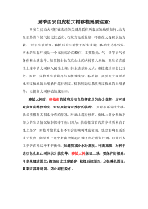 夏季西安白皮松大树移植需要注意什么
