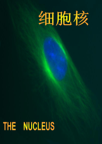 大学生物9细胞核.