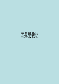 天山雪莲果栽培技术种植资料