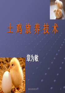 土鸡放养技术