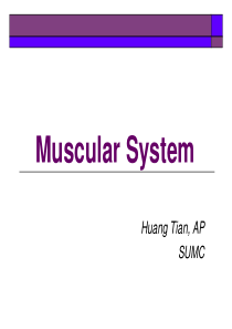 医学英语MUSCULARSYSTEM肌肉系统
