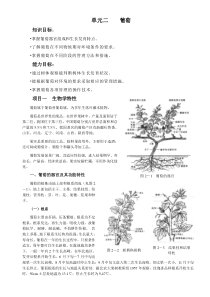 单元二葡萄