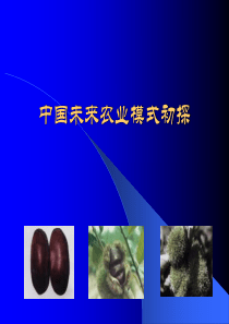 中国未来农业模式初探