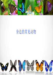 南方常见动物种类
