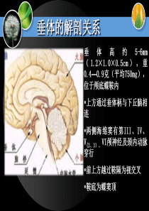 2019-12.14垂体腺瘤ppt课件-共42页PPT文档
