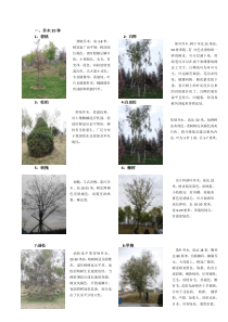 北方园林常见植物