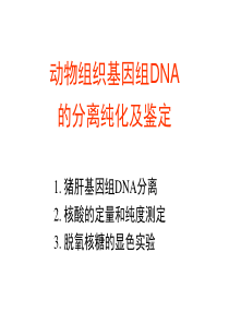 动物组织核酸的分离鉴定和含量测定