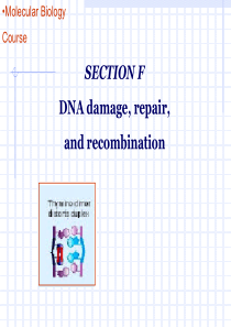 分子生物学SectionF