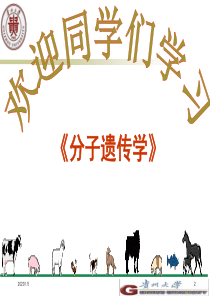 分子遗传学课件-遗传多态性