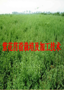 紫花苜蓿栽培技术