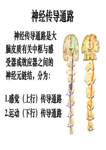 神经传导路