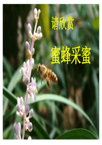 人《蜜蜂》课件