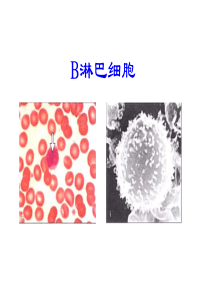 B淋巴细胞的发育分化