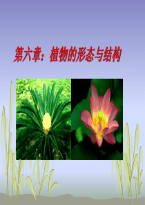 上海交通大学普通生物学课件植物的形态与结构.