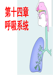 《系统解剖学》呼吸系统1.