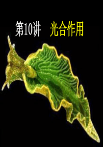 一轮复习光合作用(最新)