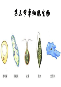 七年级生物--单细胞生物