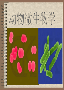 动物微生物学