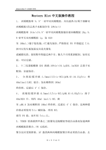 WesternBlot中文版操作教程